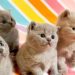 InfoGuide for Kittens llblogpet: Complete Kitten Care Guide