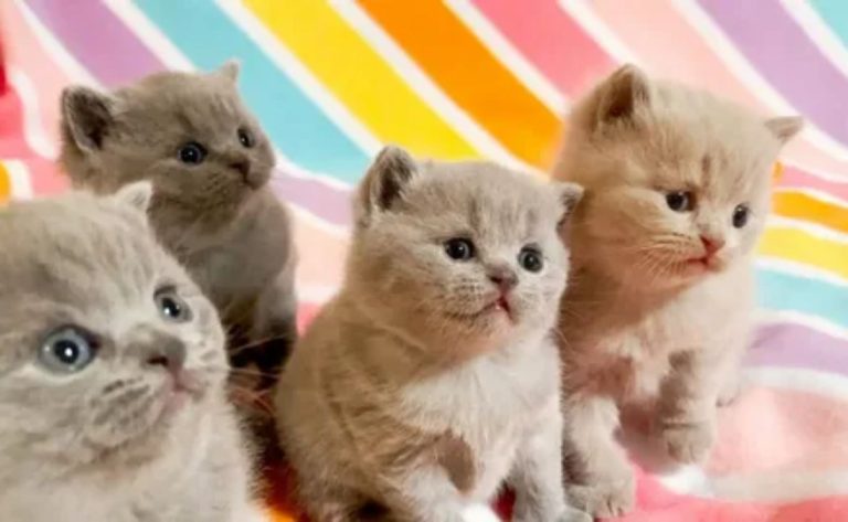 InfoGuide for Kittens llblogpet: Complete Kitten Care Guide